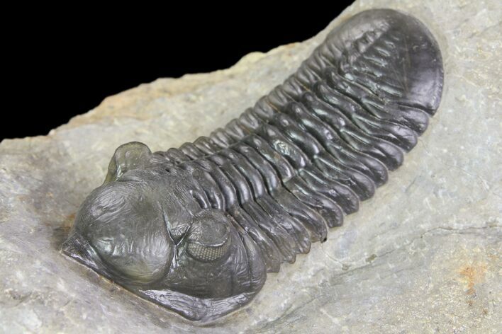 Morocconites Trilobite Fossil - Ofaten, Morocco #85548